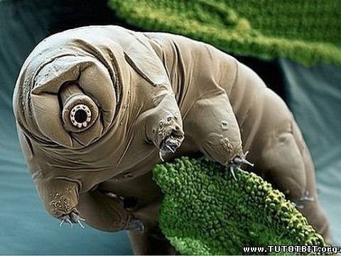 Cамое живучее существо на планете Земля